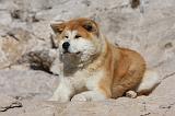 AKITA INU 285